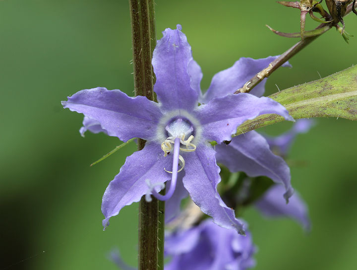 Tall Bellflower